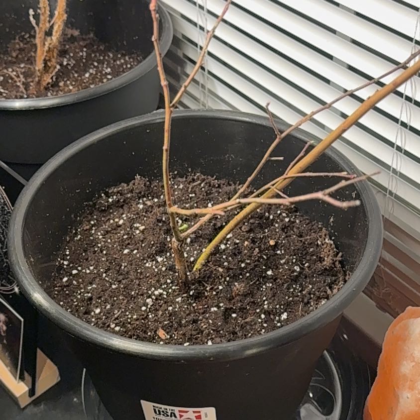 Photo of the plant species Blueberry Bush by @TotalDoubleclaw named Coco on Greg, the plant care app