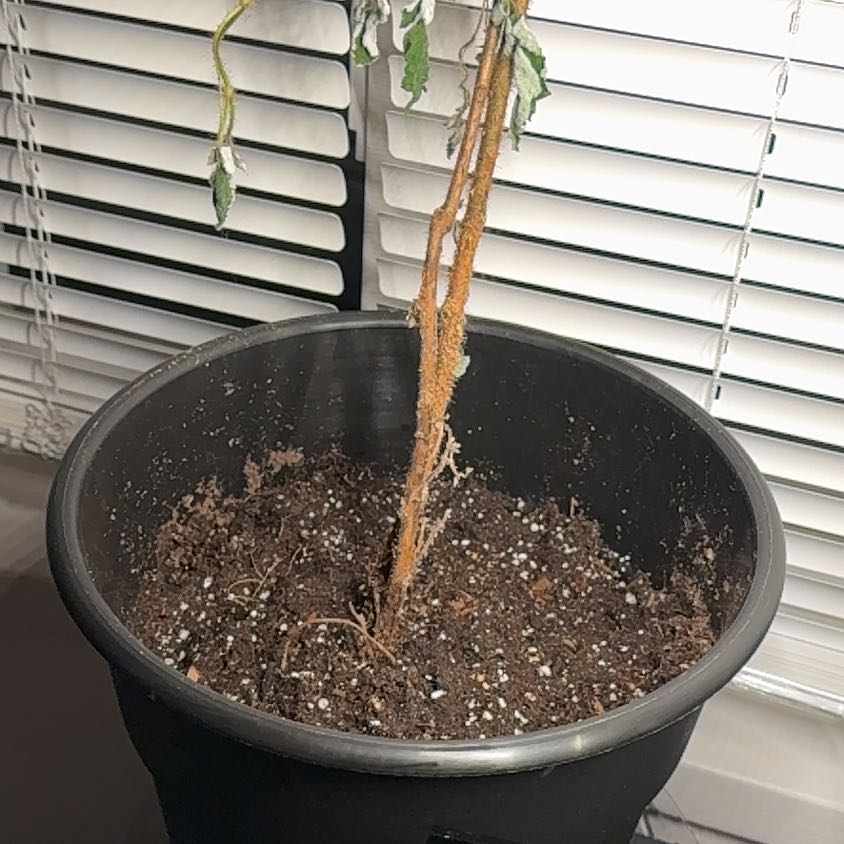 Photo of the plant species Raspberry Bush by @TotalDoubleclaw named Prince on Greg, the plant care app