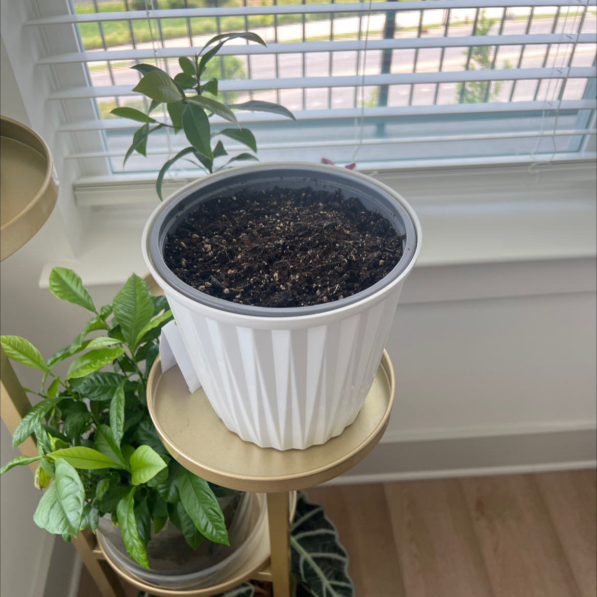 Photo of the plant species Cilantro 'Santo' by @Douvy named Faith on Greg, the plant care app