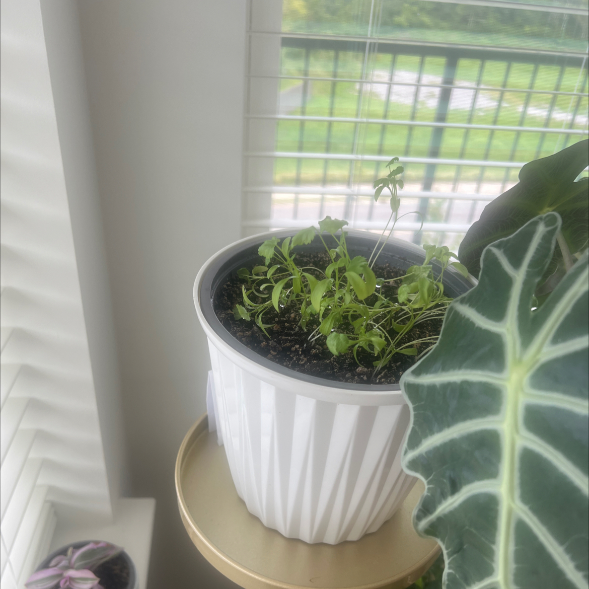 Photo of the plant species Cilantro 'Santo' by @Douvy named Faith on Greg, the plant care app