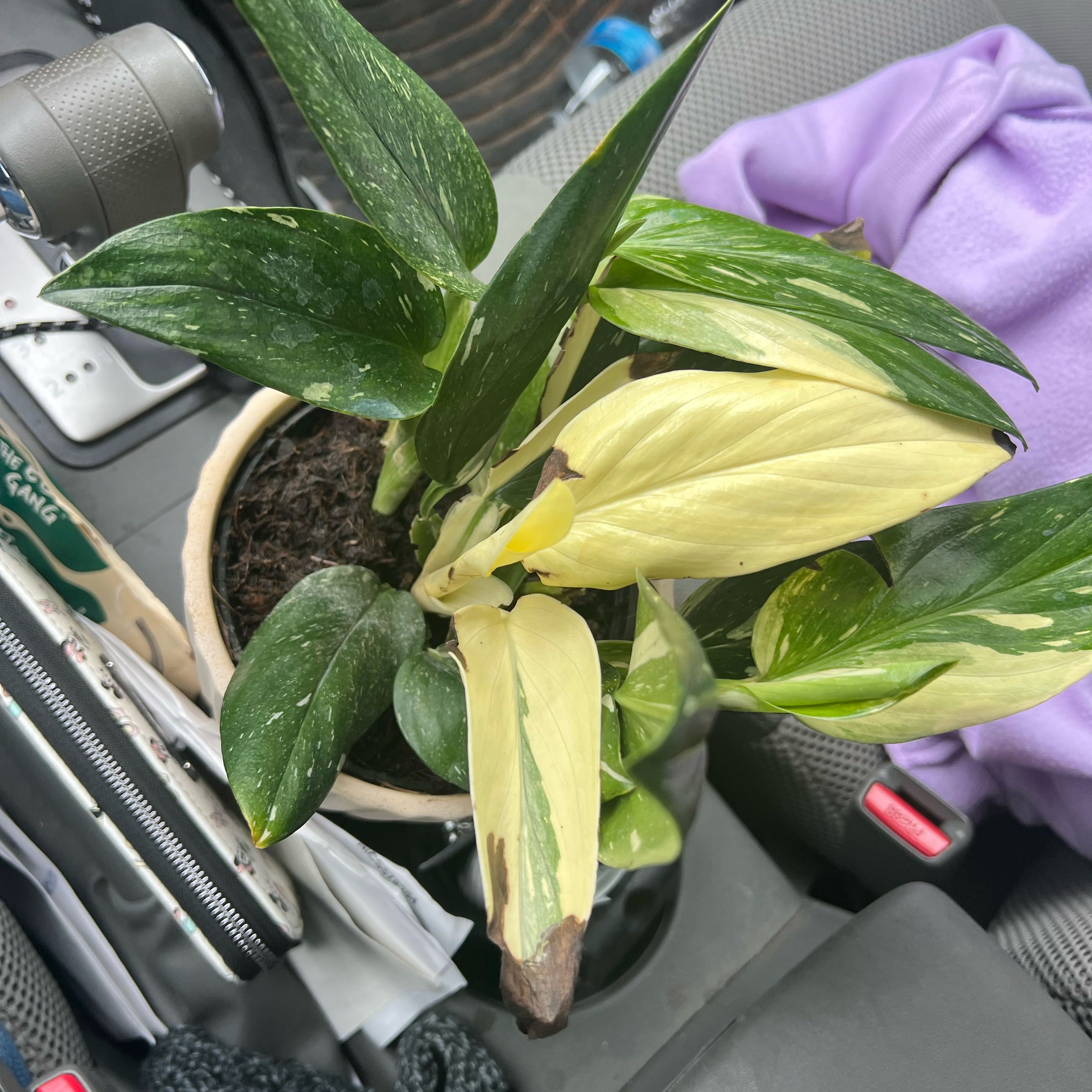 Photo of the plant species Cobra Monstera by @ProBogmyrtle76 named Beyonce on Greg, the plant care app