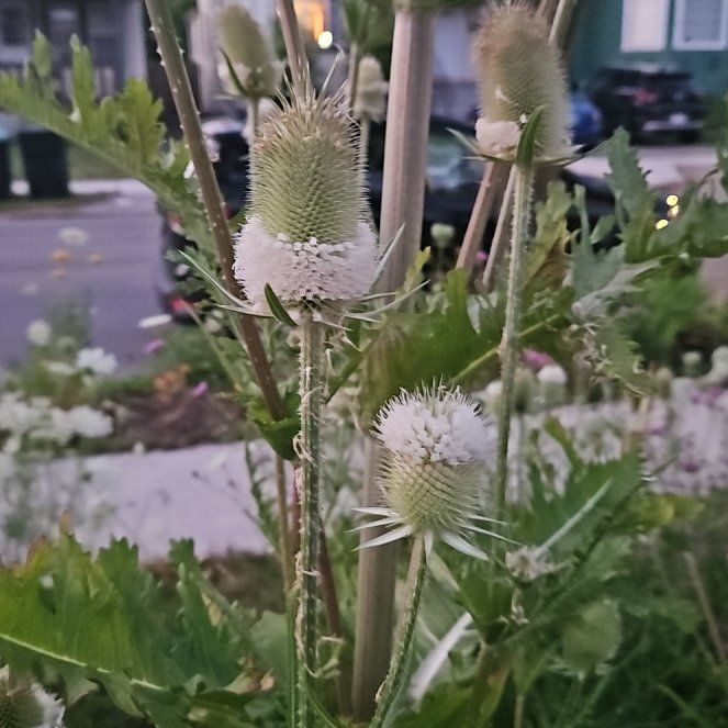Photo of the plant species Cutleaf Teasel by @ProQuenepa82 named Forrest on Greg, the plant care app