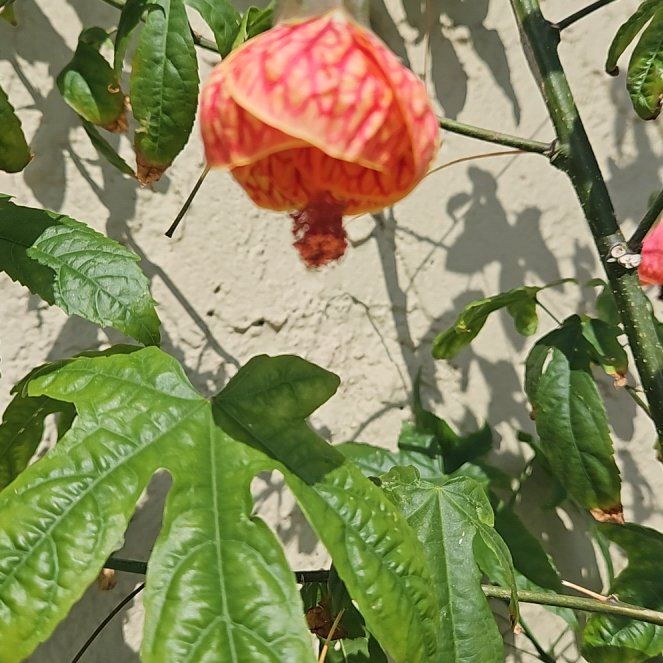Photo of the plant species Abutilon Pictum by @ProQuenepa82 named Spike Leaves on Greg, the plant care app