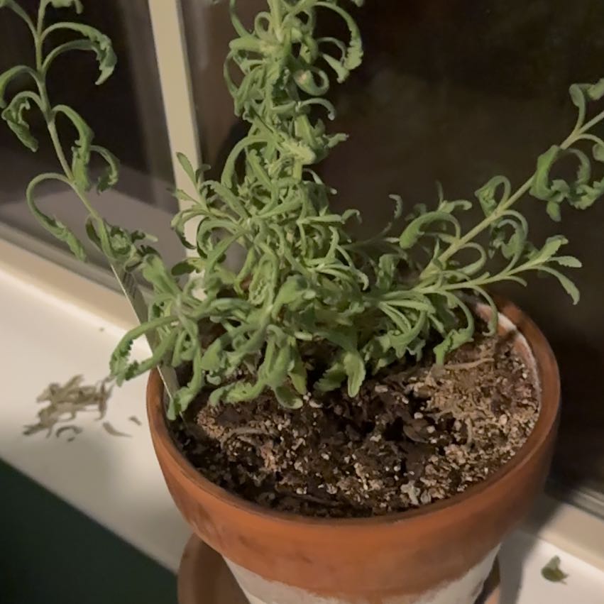 Photo of the plant species Goodwin Creek Lavender by @PlenaryTeatree named Forrest on Greg, the plant care app