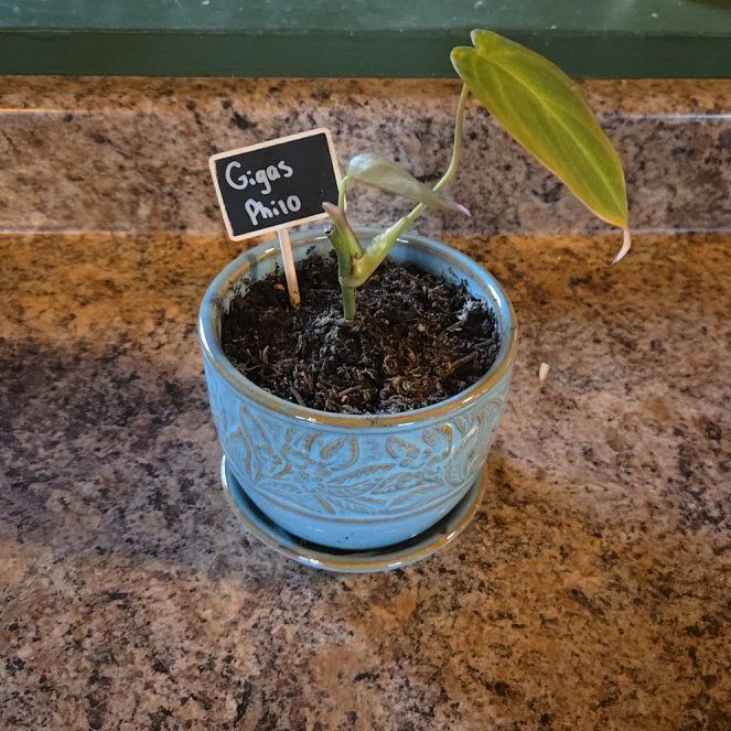 Photo of the plant species Philodendron gigas by @nicksniftynook named Philodendron 'Gigas' on Greg, the plant care app