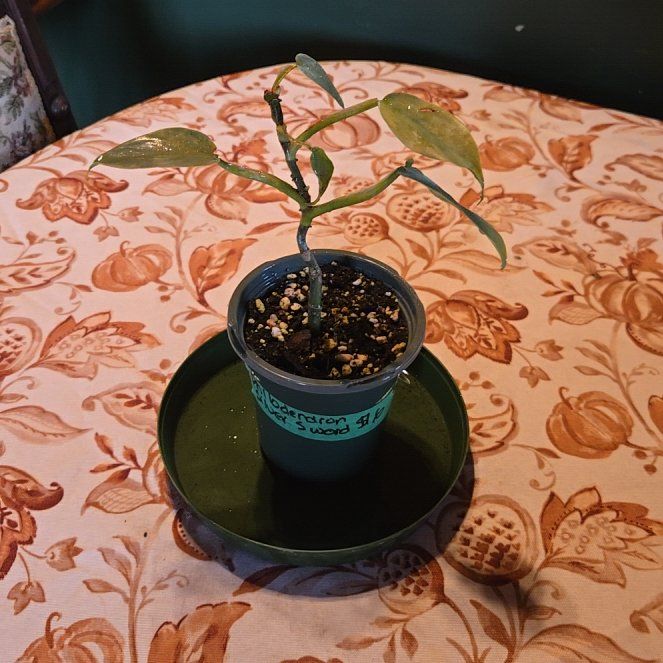Photo of the plant species silver sword by @nicksniftynook named Philondendron 'Silver Sword' on Greg, the plant care app