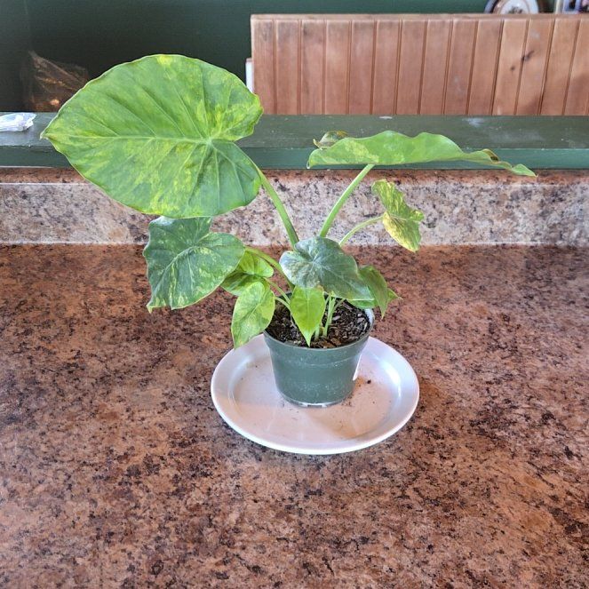 Photo of the plant species Alocasia Gageana Aurea Variegata by @nicksniftynook named Alocasia 'Gageana Aurea Variegata' on Greg, the plant care app