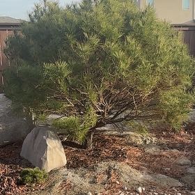 Photo of the plant species Tanyosho Pine by @TitanicPandan35 named Fernie Mercury on Greg, the plant care app