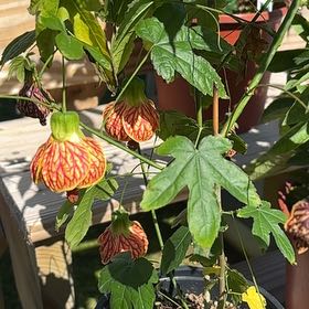 Photo of the plant species Japanese lantern plant by @FabCalamansi27 named Figyonce on Greg, the plant care app