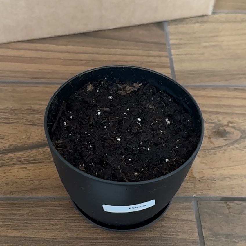 Photo of the plant species Blue Tansy by @CalmWinterberry named Sir Plancelot on Greg, the plant care app