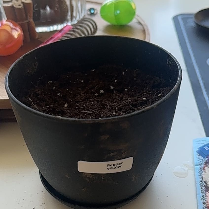 Photo of the plant species Hungarian Pepper by @CalmWinterberry named James Dean on Greg, the plant care app
