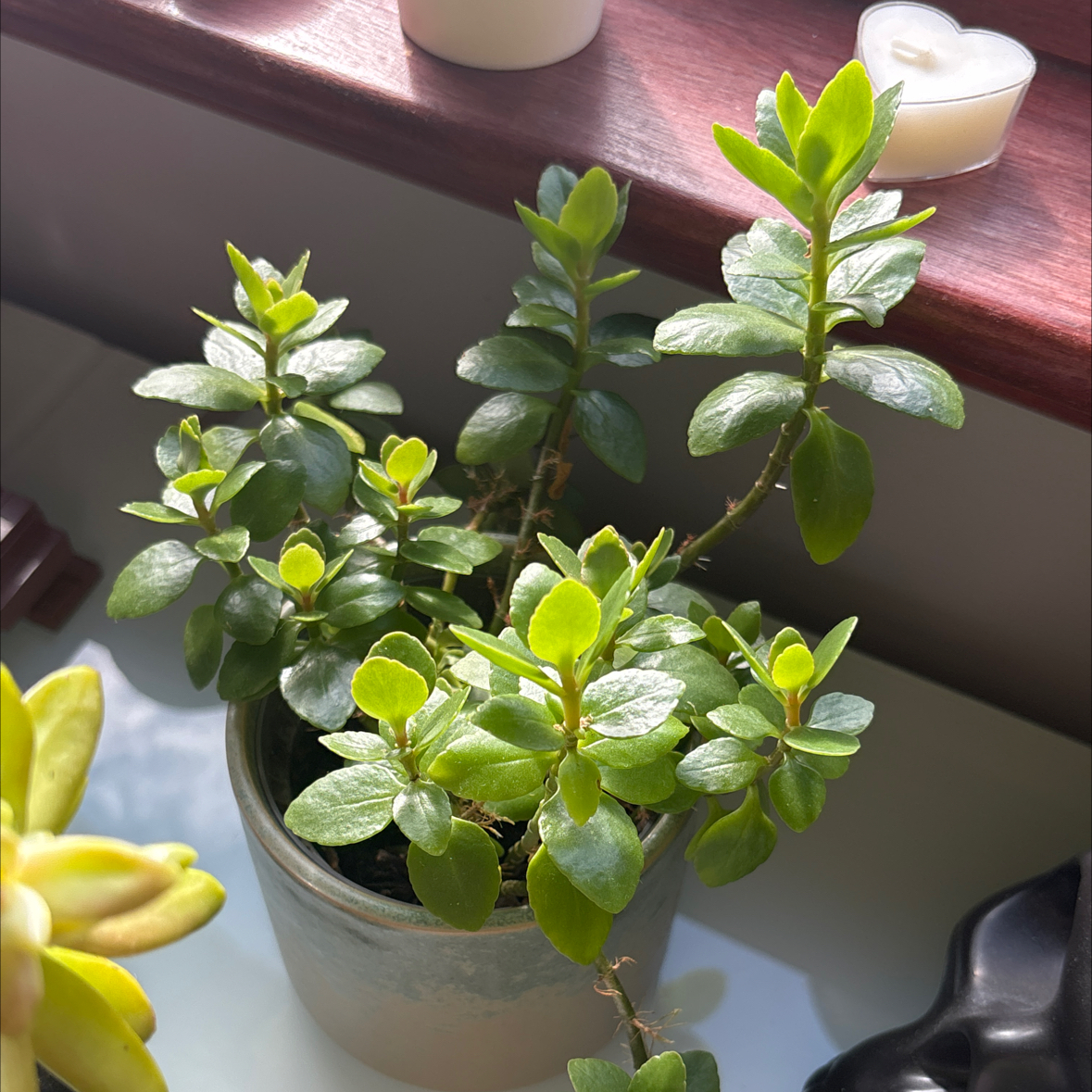 Photo of the plant species Flaming Katy 'Ares' by @QueenZelkova named Flaming katy on Greg, the plant care app