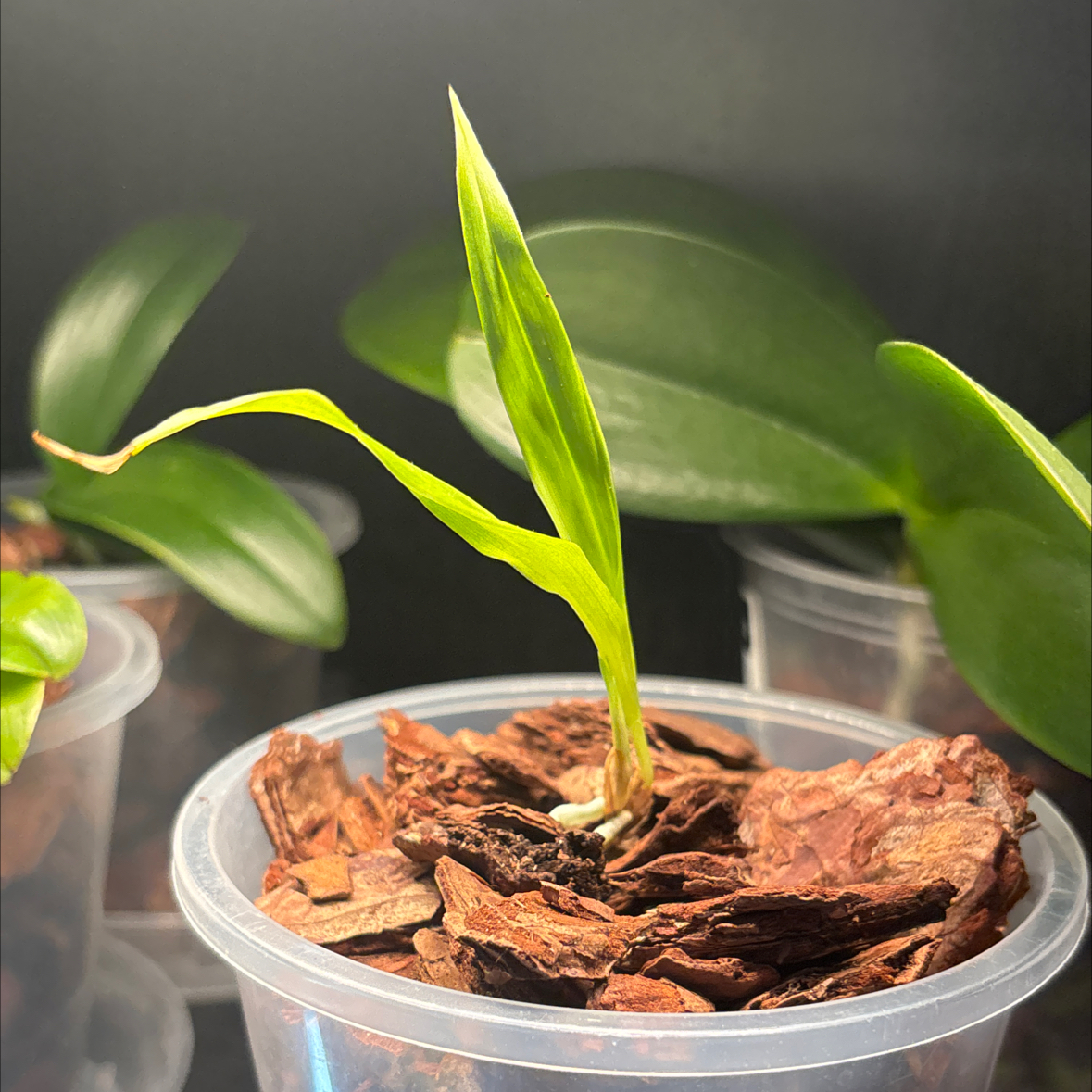 Photo of the plant species Zygopetalum Orchid by @QueenZelkova named Zygo orchid on Greg, the plant care app