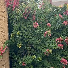 Photo of the plant species Chinese Honeysuckle by @KookyLivingrock named Wall-E on Greg, the plant care app