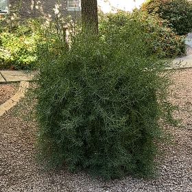Photo of the plant species Kali tragus by @KookyLivingrock named Diana on Greg, the plant care app
