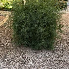 Photo of the plant species Kali tragus by @KookyLivingrock named Bigleef Smalls on Greg, the plant care app
