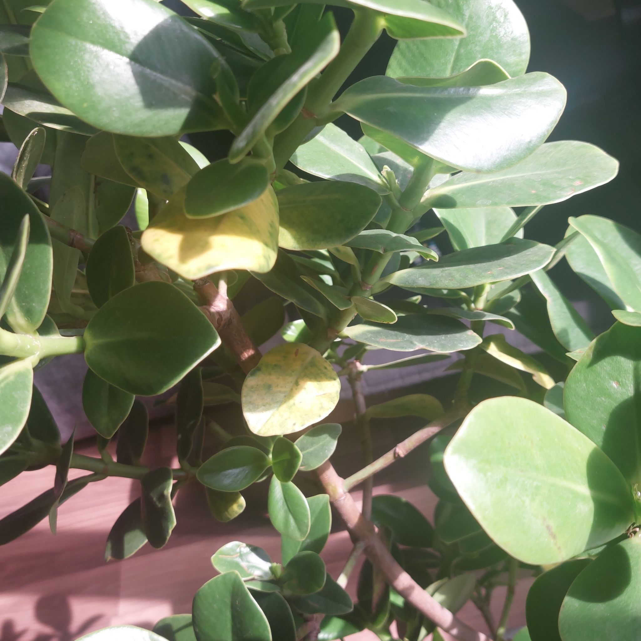 Photo of the plant species Autograph Tree by @ProphetPuriri54 named Clusia on Greg, the plant care app