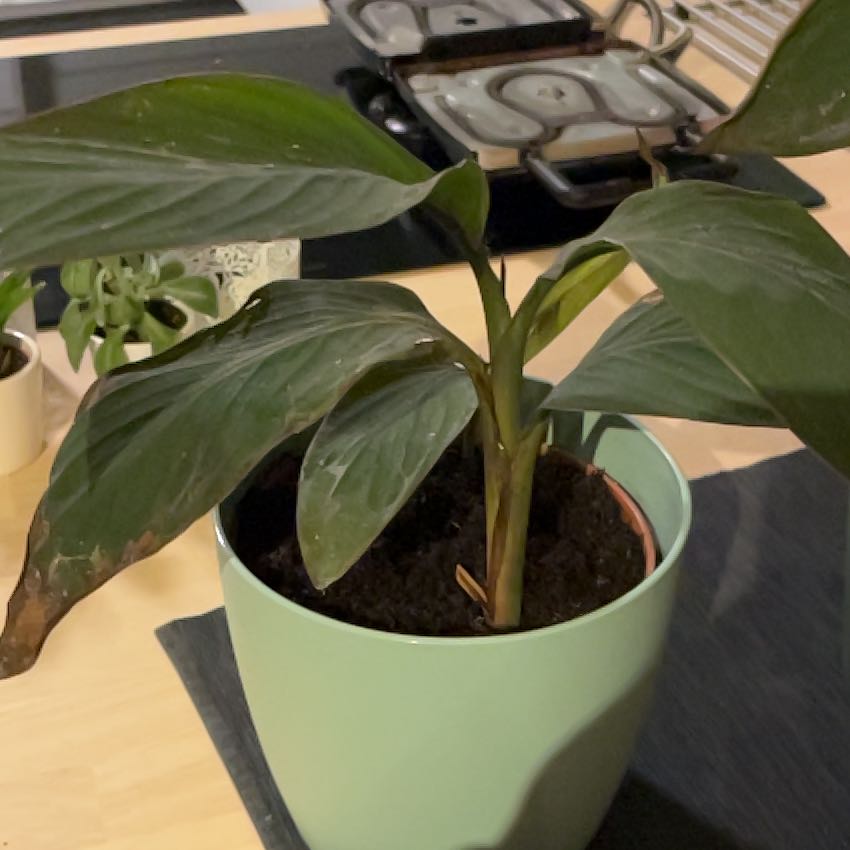 Photo of the plant species Tropicanna Canna Lily by @SportTamarind71 named Prince on Greg, the plant care app