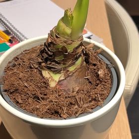 Photo of the plant species Hippeastrum 'Red Lion' by @SportTamarind71 named Tin on Greg, the plant care app