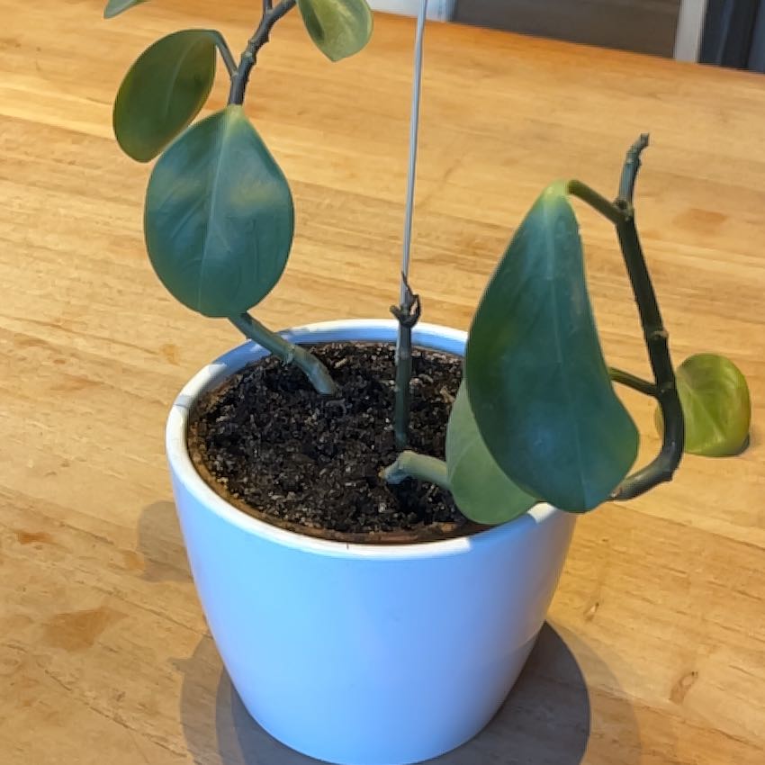 Photo of the plant species jade by @SportTamarind71 named K1 on Greg, the plant care app