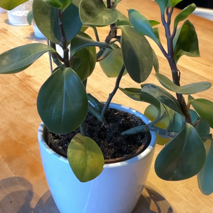 Photo of the plant species jade by @SportTamarind71 named K2 on Greg, the plant care app
