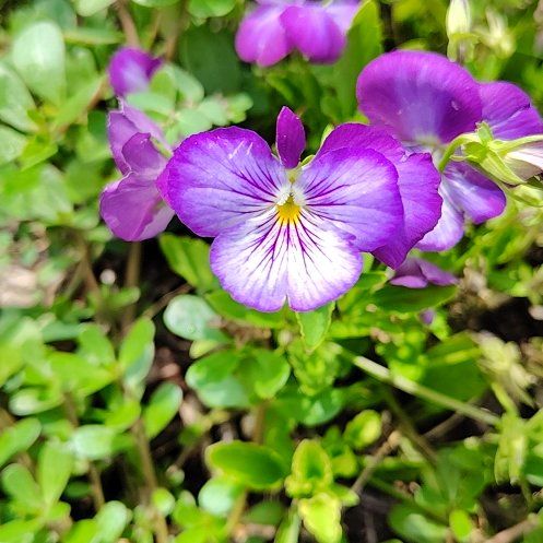 Photo of the plant species Lilacbush by @ComicFiresticks named Stella on Greg, the plant care app