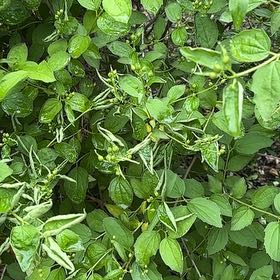 Photo of the plant species Sweet Autumn Virginsbower by @DesirableTule82 named Beckham on Greg, the plant care app
