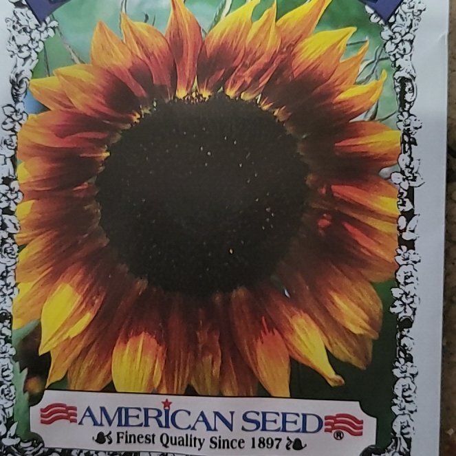 Photo of the plant species Autumn Beauty Sunflower by @VocalBluehaze0 named Bigleef Smalls on Greg, the plant care app