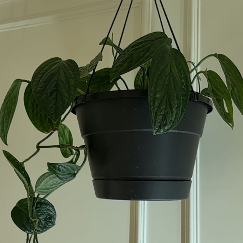 Photo of the plant species Mostera Peru by @Audreysatrium named Scarlett on Greg, the plant care app