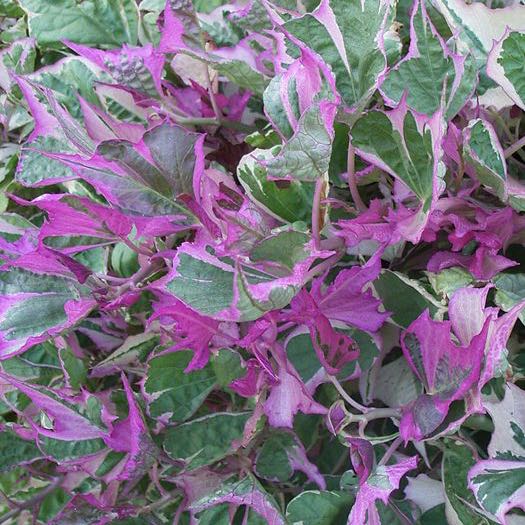 Photo of the plant species Sweet Potato Vine by @QuickPandan93 named Bartolomeo on Greg, the plant care app