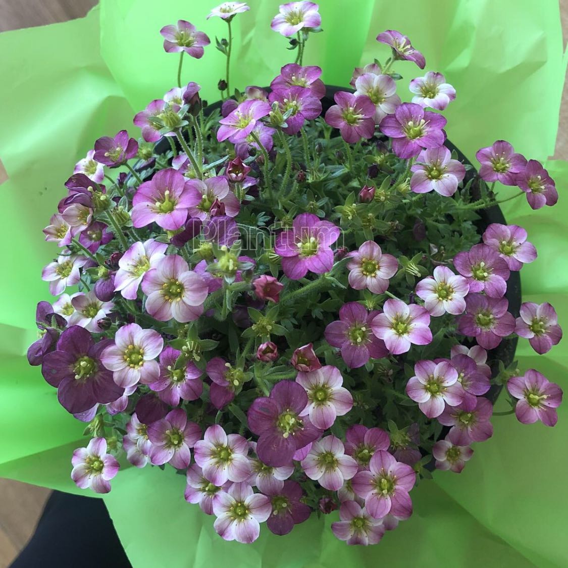 Photo of the plant species Saxifraga by @VocalNerveplant named Beyonce on Greg, the plant care app