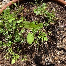 Photo of the plant species Sicklepod by @LavishQueenpalm named Forrest on Greg, the plant care app