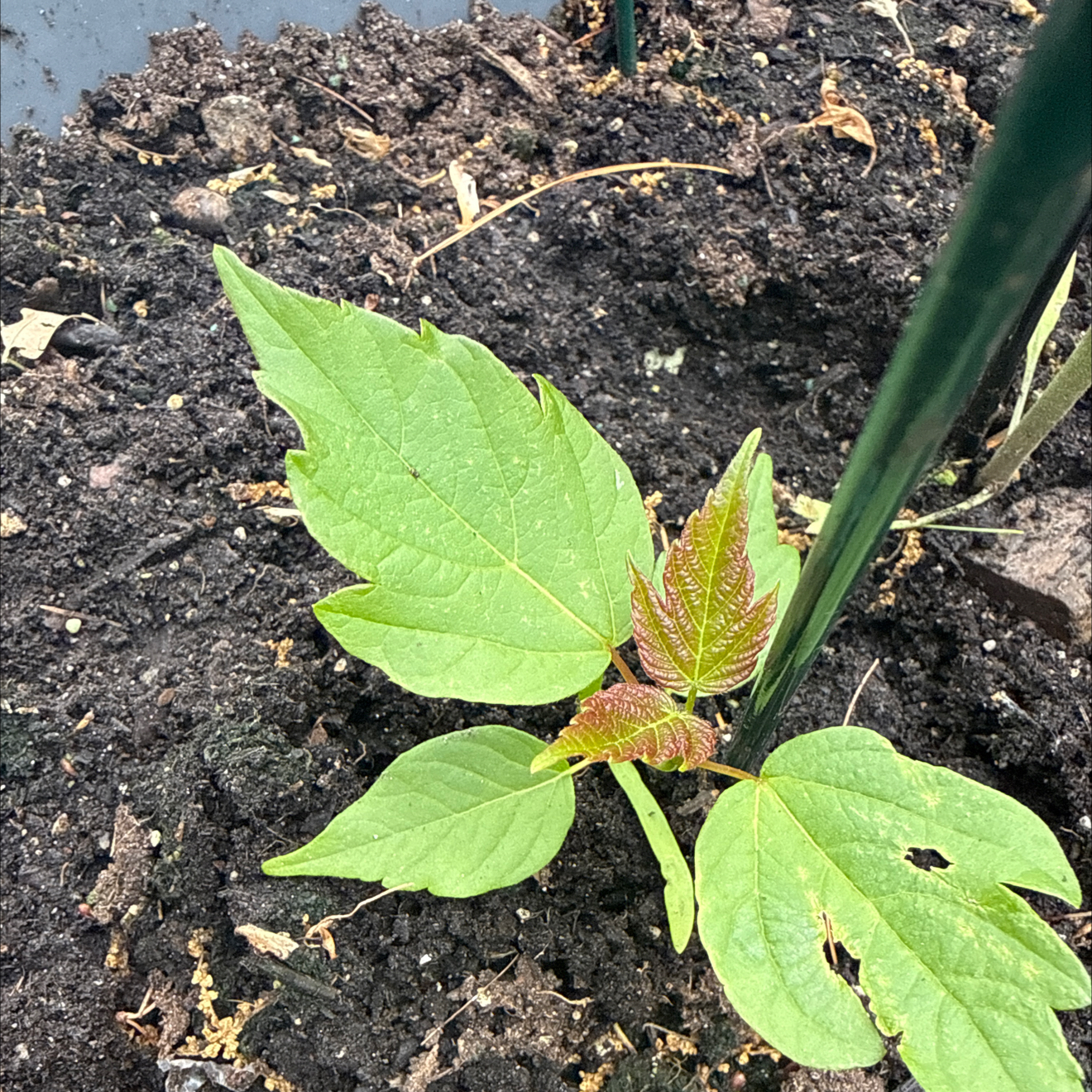 Photo of the plant species Box Elder by Pranatharthi haran named Marley on Greg, the plant care app