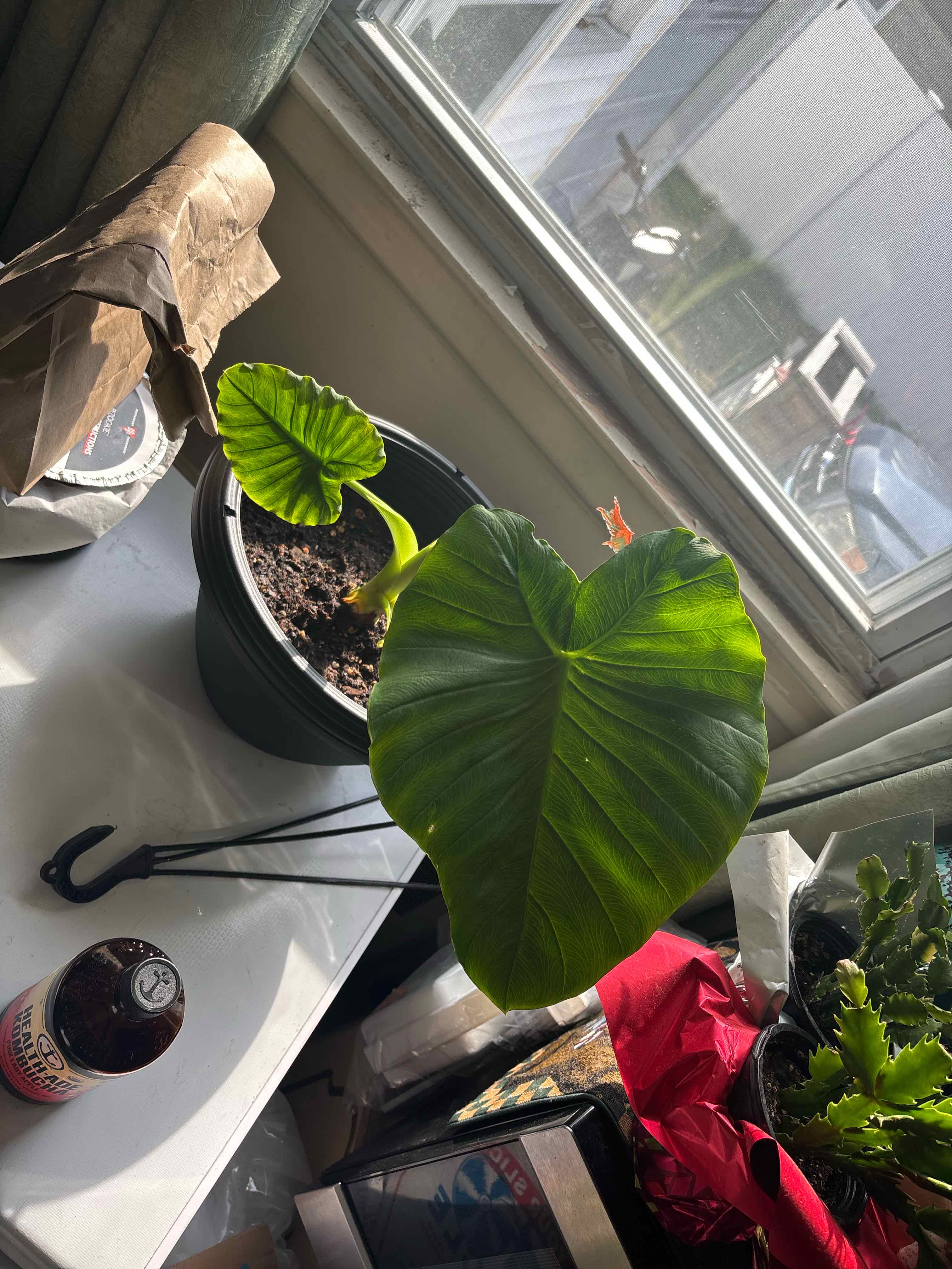 Photo of the plant species Elephant Ear by @ObiChan named El on Greg, the plant care app