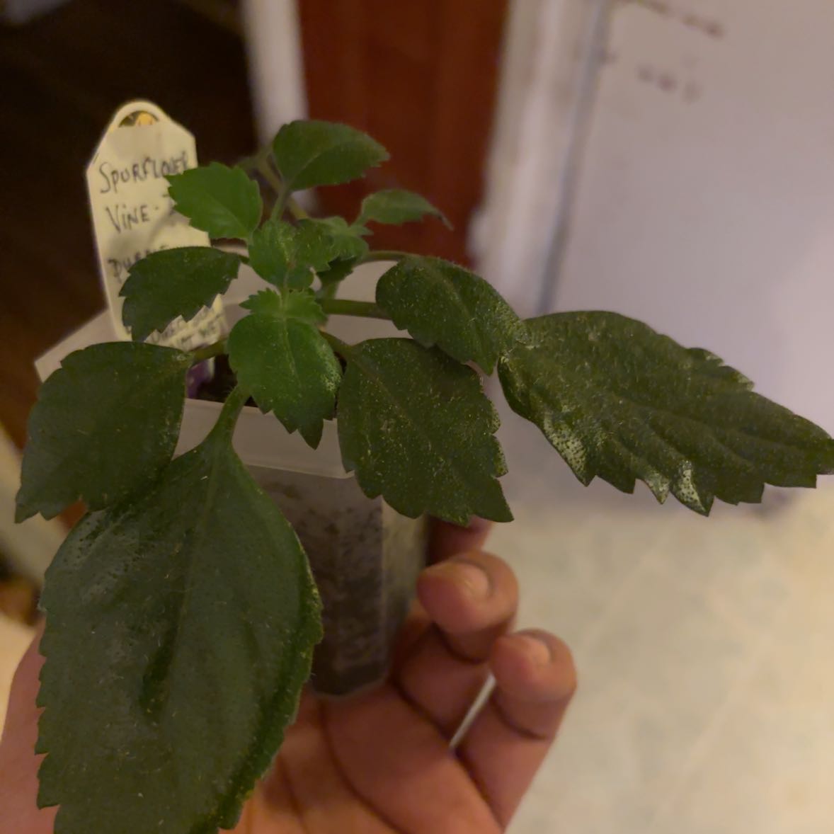 Photo of the plant species Ivy by @ObiChan named Messi on Greg, the plant care app