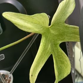 Plant care for Philodendron White Wizard on Greg, the plant care app