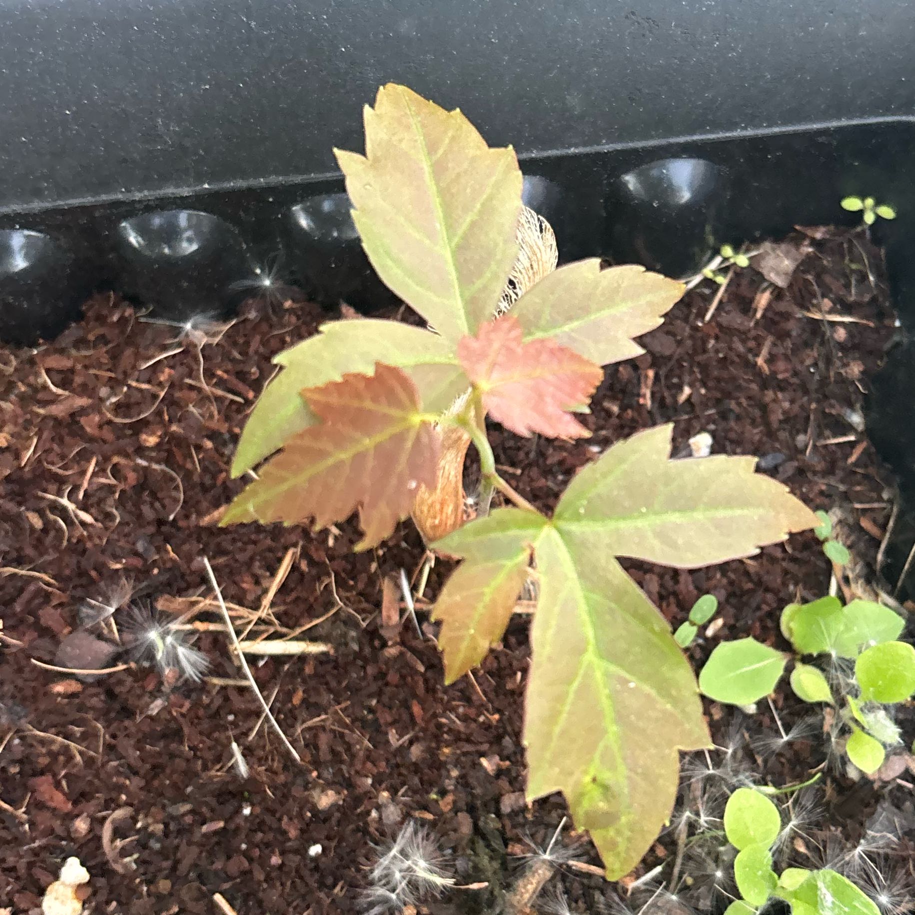 Photo of the plant species Maple Tree by @ObiChan named Lavender on Greg, the plant care app