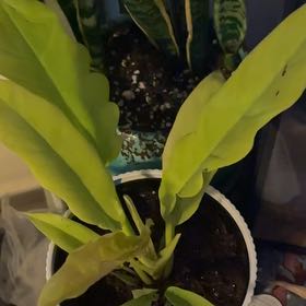 Photo of the plant species Philodendron 'Golden Saw' by @ObiChan named Fernie Mercury on Greg, the plant care app