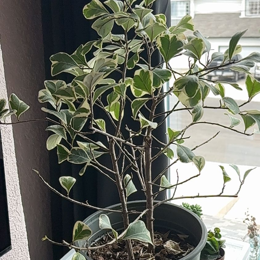 Photo of the plant species Triangle Ficus by @SageCoojong67 named Kesha on Greg, the plant care app