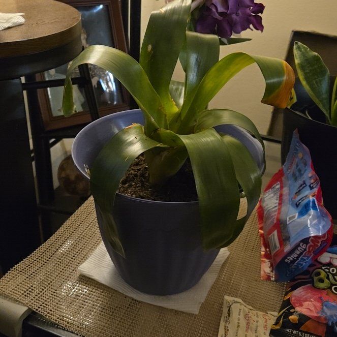 Photo of the plant species Scarlet Star by @WiredAjwain25 named Scarlet on Greg, the plant care app