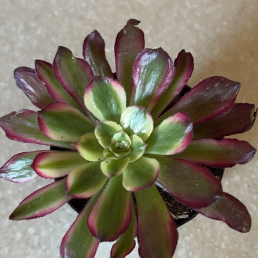 Photo of the plant species Aeonium 'Mardis Gras' by @PromptKlipdagga named Sigmund on Greg, the plant care app