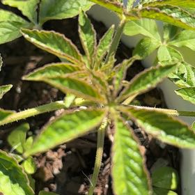Photo of the plant species Cleome Hassleriana by @MajorCurlylocks named Spike Leaves on Greg, the plant care app