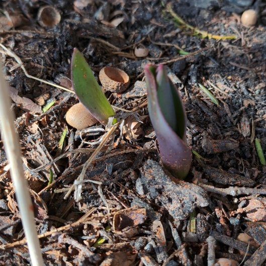 Photo of the plant species Dog Tooth Lily by @MarvelMastic32 named Marilyn on Greg, the plant care app