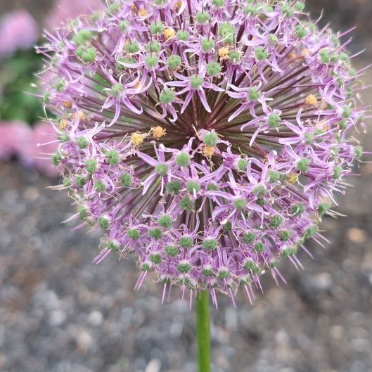 Photo of the plant species Autumn Onion by @MarvelMastic32 named Captain Plant-it on Greg, the plant care app