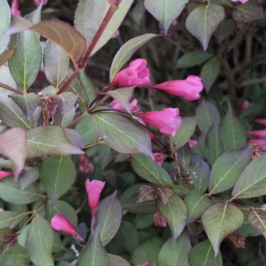 Photo of the plant species Fuchsia microphylla by @MarvelMastic32 named Dax on Greg, the plant care app