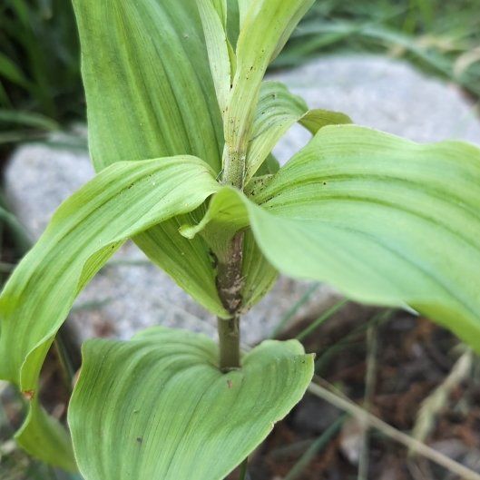 Photo of the plant species Solomon's Plume by @MarvelMastic32 named Rosa on Greg, the plant care app