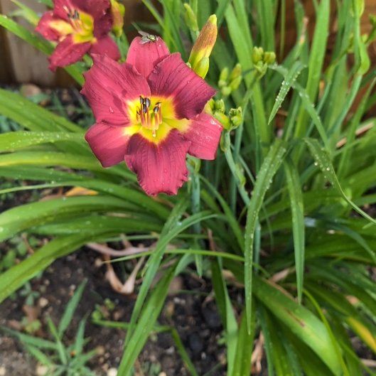 Photo of the plant species Wandflower by @MarvelMastic32 named Nithin on Greg, the plant care app