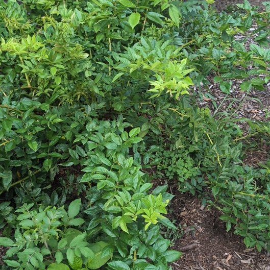 Photo of the plant species Virginian Rose by @MarvelMastic32 named Darwin on Greg, the plant care app
