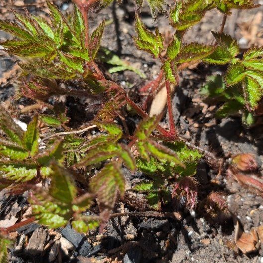 Photo of the plant species Buck's-Beard by @MarvelMastic32 named Shakira on Greg, the plant care app