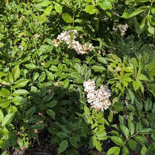 Photo of the plant species Multiflora Rose by @MarvelMastic32 named Anne on Greg, the plant care app